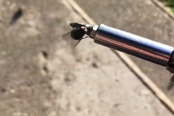 OPSEDAJU CELU SRBIJU: Ove insekte jedva vidite a nemoguće je POBEĆI OD NJIH!