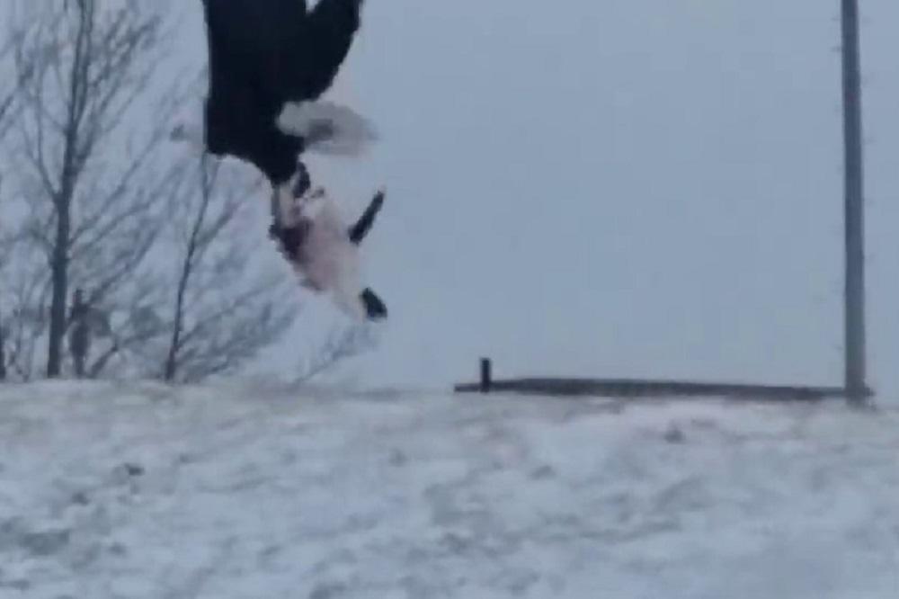 Kad je gladan nije baš svoj! Orao ćapio skroz neuobičajen plen! (VIDEO)