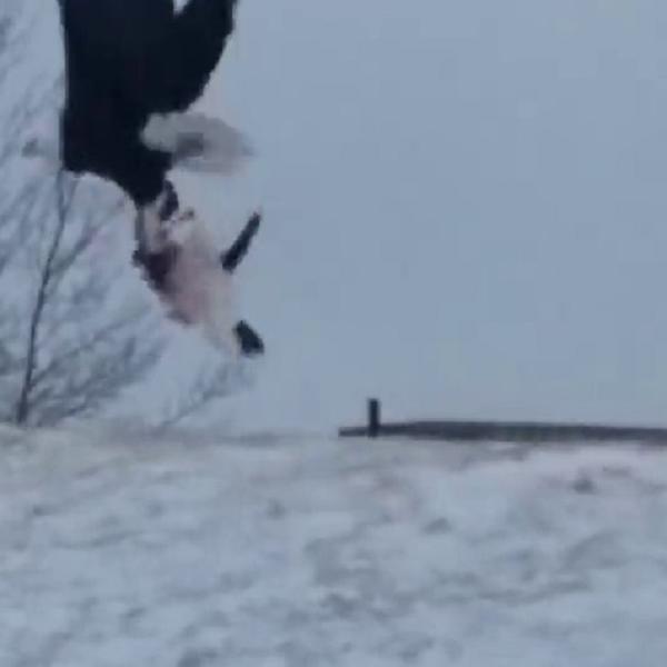 Kad je gladan nije baš svoj! Orao ćapio skroz neuobičajen plen! (VIDEO)