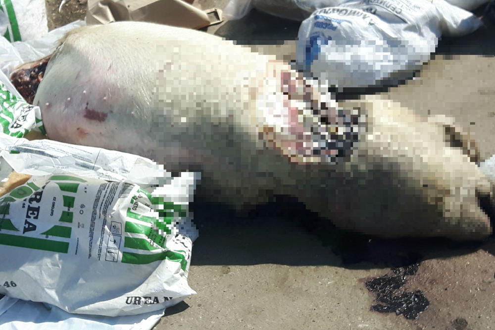 ZARAZA PRETI, NIKO NE REAGUJE! Sumanut prizor u Bajmoku, rasečene mrtve svinje bačene na put! (UZNEMIRUJUĆI FOTO)