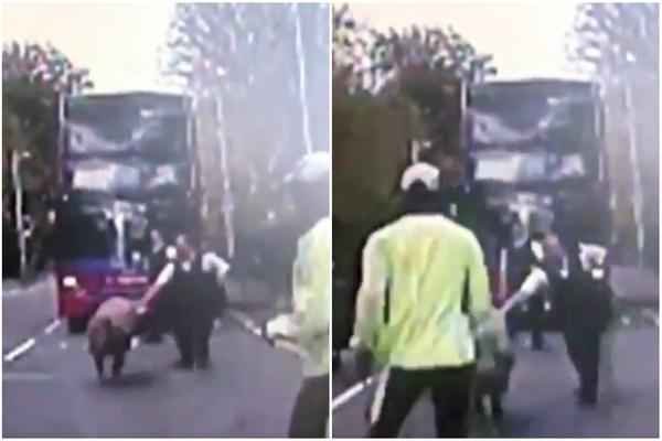 NIJE POLICIJSKA AKADEMIJA: Policajci JURILI SVINJU po gradu! (VIDEO)