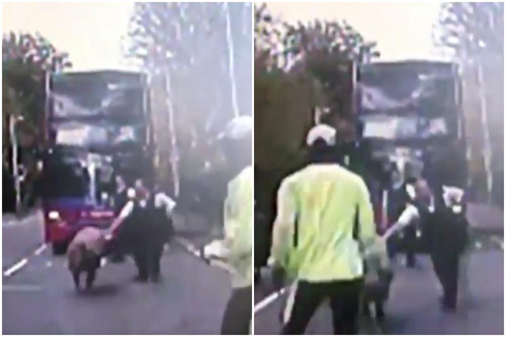 NIJE POLICIJSKA AKADEMIJA: Policajci JURILI SVINJU po gradu! (VIDEO)