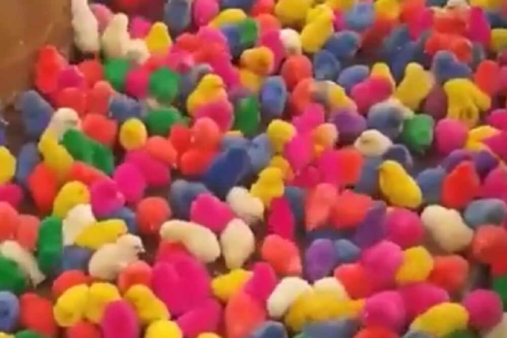 PILIĆI U SVIM BOJAMA: Da li je ovo najslađi Uskršnji video IKADA? (VIDEO)