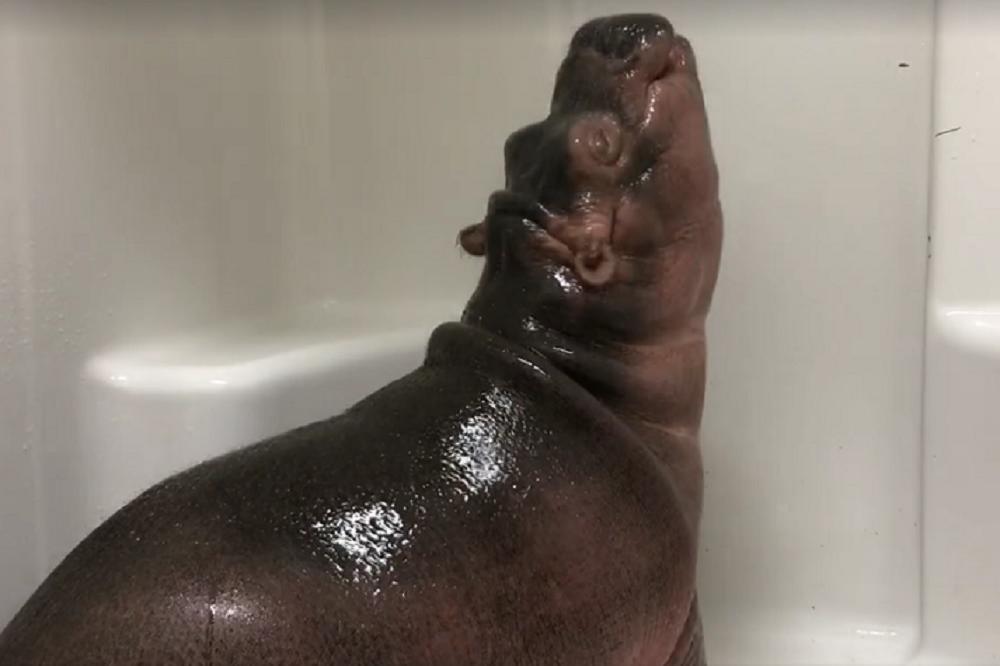 Ulepšaće vam dan: Nema ništa slađe od tuširanja nilskog konja! (VIDEO)