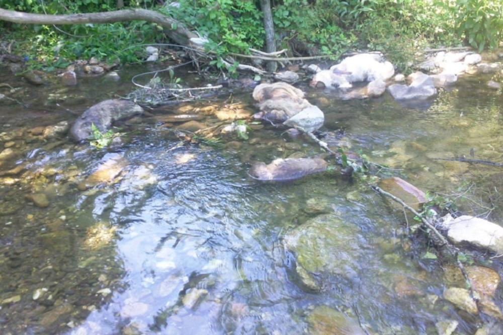 KOLIKO JE OVO BIZARNO! Strujni kabl pao u reku, pobio srnu, vidru, 2 psa, jazavca i zmiju! (FOTO)