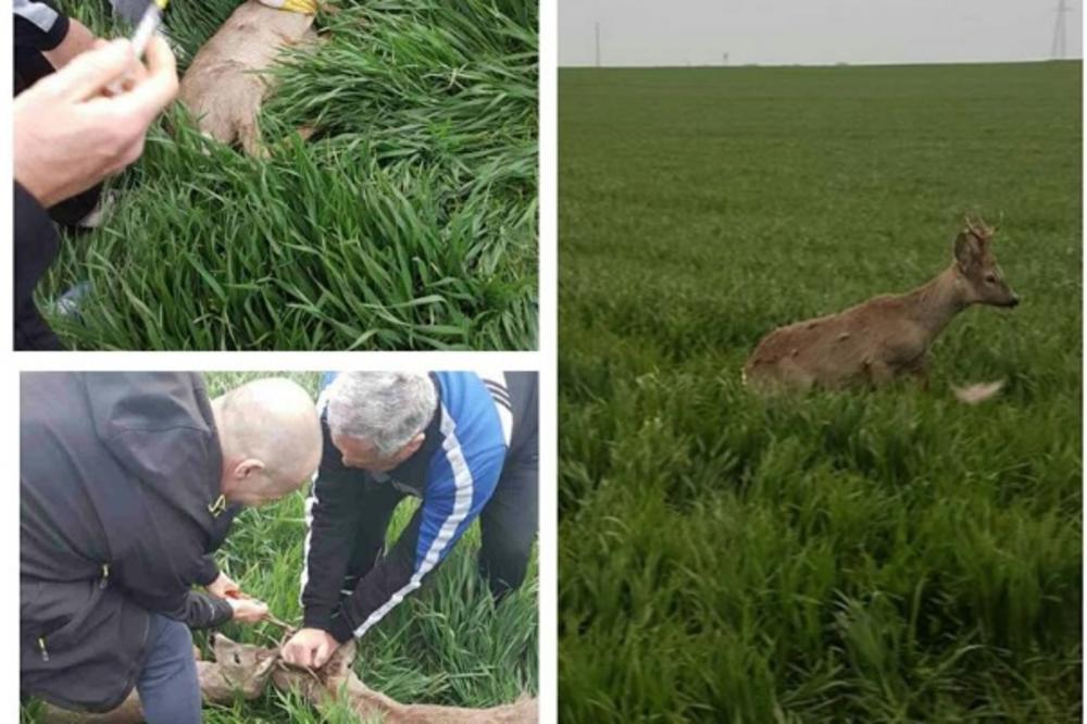 DVA JELENA SU UMIRALA IZ BIZARNOG RAZLOGA: A onda se desila divna akcija Subotičana kojom su spaseni! (FOTO)