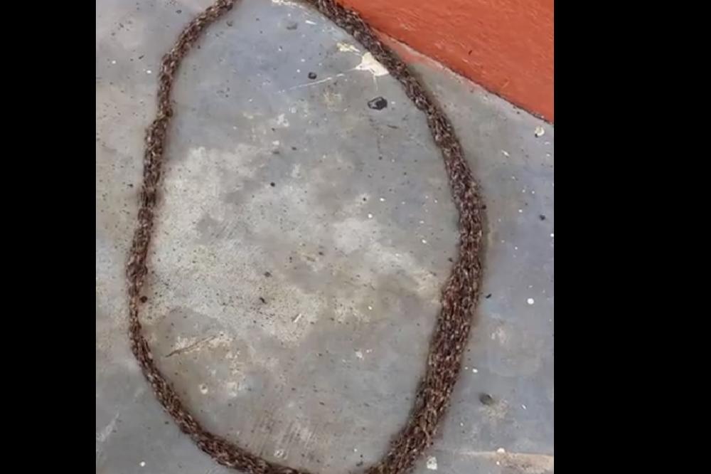 VIDEO JE NA BETONU OVAJ KRUG KOJI SE MRDA: Onda je približio kameru i NIJE MU BILO DOBRO! (VIDEO)