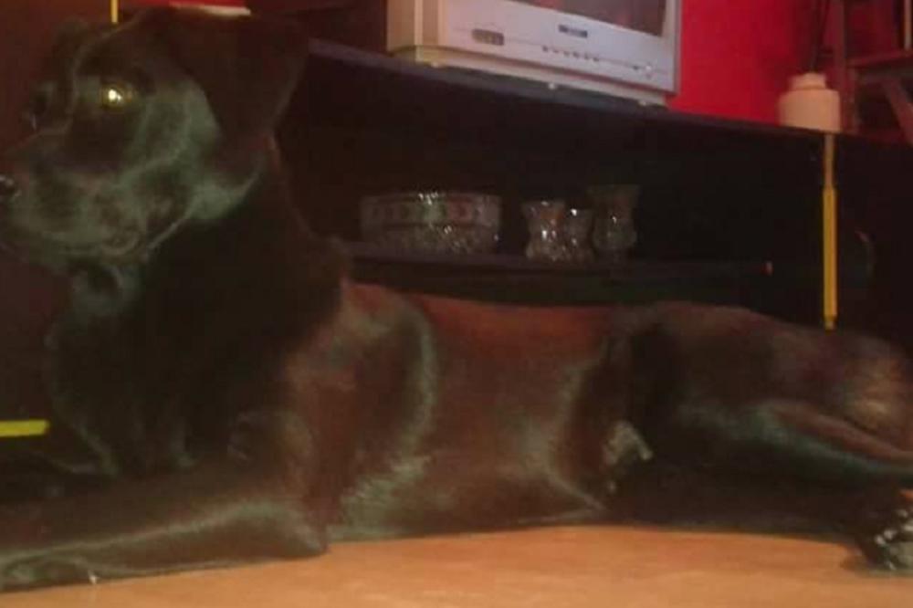 NEMA JE VIŠE OD 60 SATI: Ukoliko vidite Astru iz Negotina, POZOVITE OČAJNE VLASINKE! (FOTO)