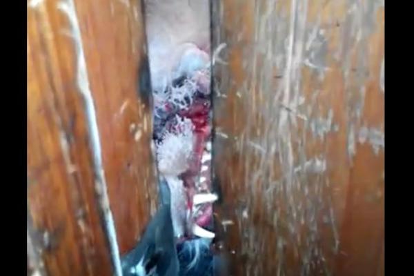 SCENA KAO IZ HOROR FILMA: Zver zaražena BESNILOM pokušala je da PROGRIZE put kroz vrata! (VIDEO)