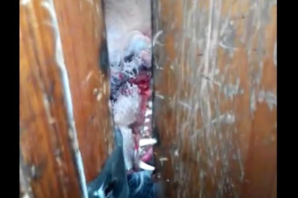 SCENA KAO IZ HOROR FILMA: Zver zaražena BESNILOM pokušala je da PROGRIZE put kroz vrata! (VIDEO)