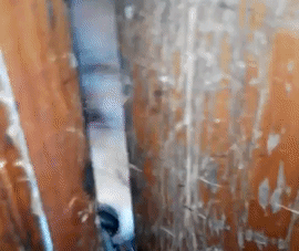 ZOMBI LISICA usred noći hoće da mu UPADNE U KUĆU! (VIDEO)