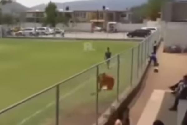 Lane Jovanović PROPO! (VIDEO)