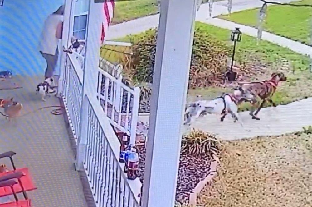 PSI JE NAUČILI DA LETI! Da, dobro ste pročitali, a pogledajte i kako! (VIDEO)