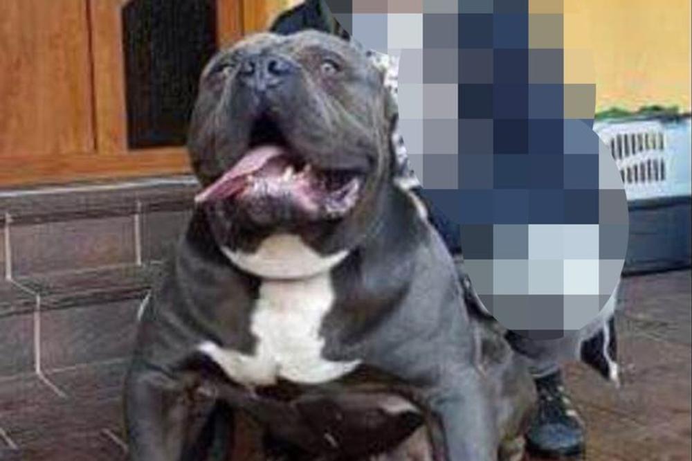 OVO JE ZLI PAS KOJI JE USKOČIO KROZ OGRADU I KIDAO BEBI GLAVU: Objavljena fotografija KRVOLOČNE ZVERI! (FOTO)
