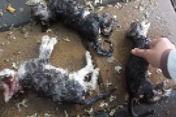 TRI MAČETA BRUTALNO UBIJENA U NIŠU! Jedno ubili kamenom, drugo olupali o beton, trećem polomili vrat!  (UZNEMIRUJUĆI FOTO)