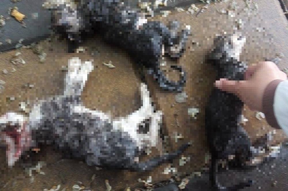 TRI MAČETA BRUTALNO UBIJENA U NIŠU! Jedno ubili kamenom, drugo olupali o beton, trećem polomili vrat!  (UZNEMIRUJUĆI FOTO)