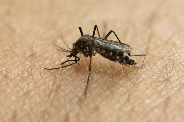 Zabrinutost zbog NOVE VRSTE MALARIČNOG KOMARCA, velika količina larvi prisutna U CISTERNAMA VODE U EVROPI!