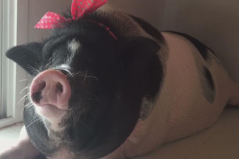 Kupio je prase koje je moglo da stane u šoljicu, a onda je ono počelo da raste! SAD JE PRAVA SVINJA! (FOTO) (VIDEO)