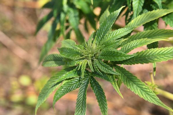 IPAK JE LEKOVITA? THC može da vam poboljša pamćenje!