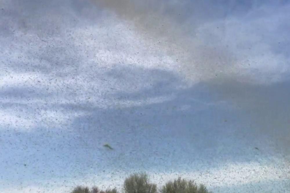 DA VAM SE SVAKA DLAKA NAJEŽI! Džinovski roj komaraca prekrio nebo u Rusiji! (VIDEO)