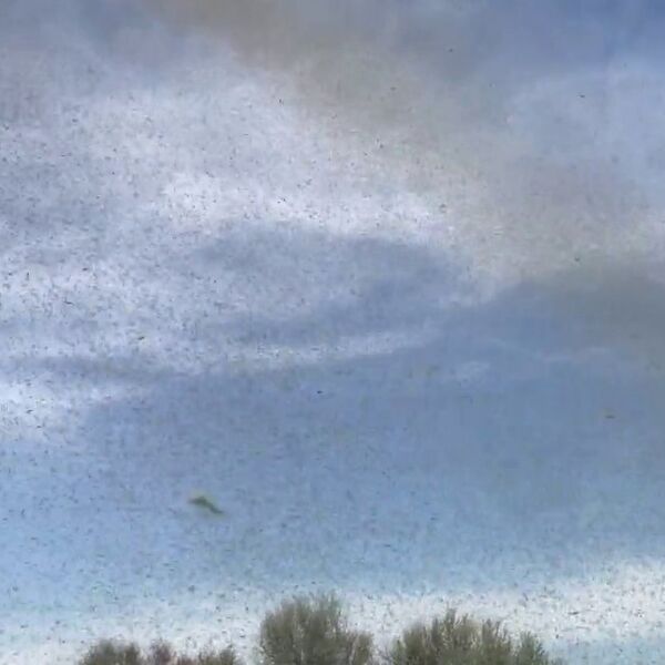 DA VAM SE SVAKA DLAKA NAJEŽI! Džinovski roj komaraca prekrio nebo u Rusiji! (VIDEO)