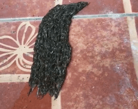 ZNA LI IKO ŠTA JE OVO?! Odvratna crna masa gamiže po podu! (VIDEO)
