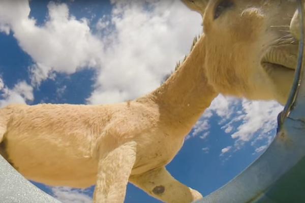 Žedna družina: Stavio je kameru u kofu s vodom i iznenadio se posetom! (VIDEO)