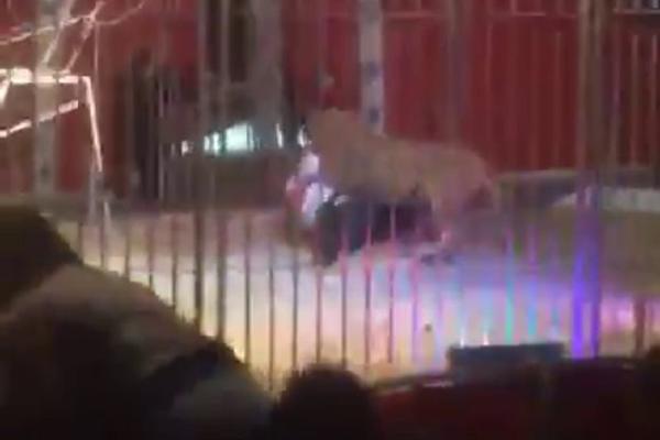 LAV ŠČEPAO DRESERA ZA GLAVU usred cirkuske predstave! JEZIVA SCENA PRED GOMILOM DECE! (VIDEO)