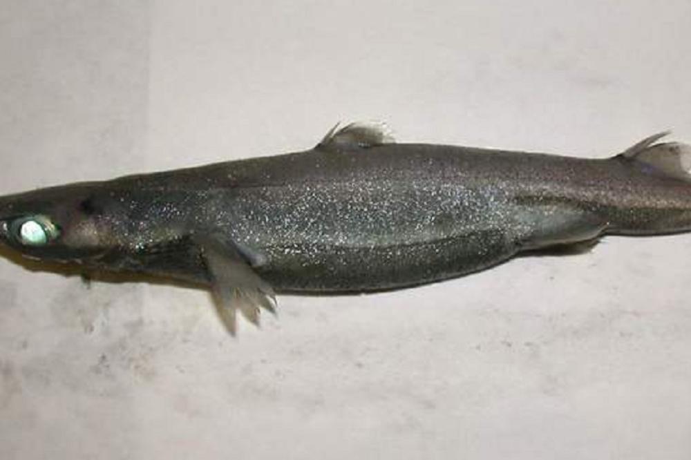 OVO JE UHVAČENO U PLIĆAKU NA CRNOGORSKOJ OBALI: Potpuno je crna, zubi oštri kao žilet, evo šta kažu biolozi! (FOTO)