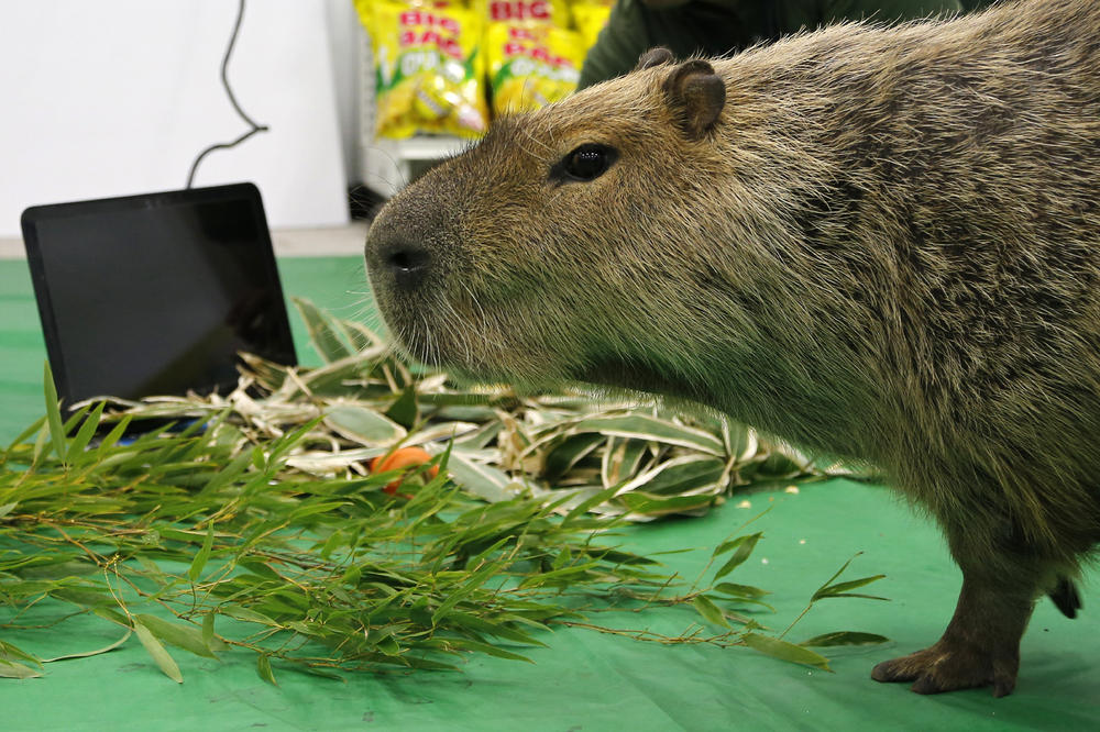 VIDI KAKO SAM SLADAK!!! Znate li šta sam ja? Ovo je životinjica kapibara, i žalićete ako je do sada niste videli! (VIDEO)