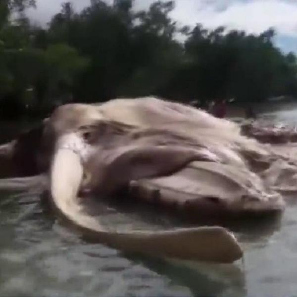 Džinovska misteriozna morska neman pronađena na obalama Indonezije! (VIDEO)