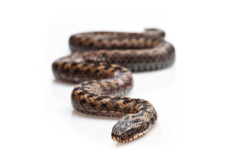 SANJALI STE ZMIJU I PROBUDILI SE U NEMIRU? Otkrivamo ŠTA TO ZNAČI - pripazite na one koji vas okružuju!