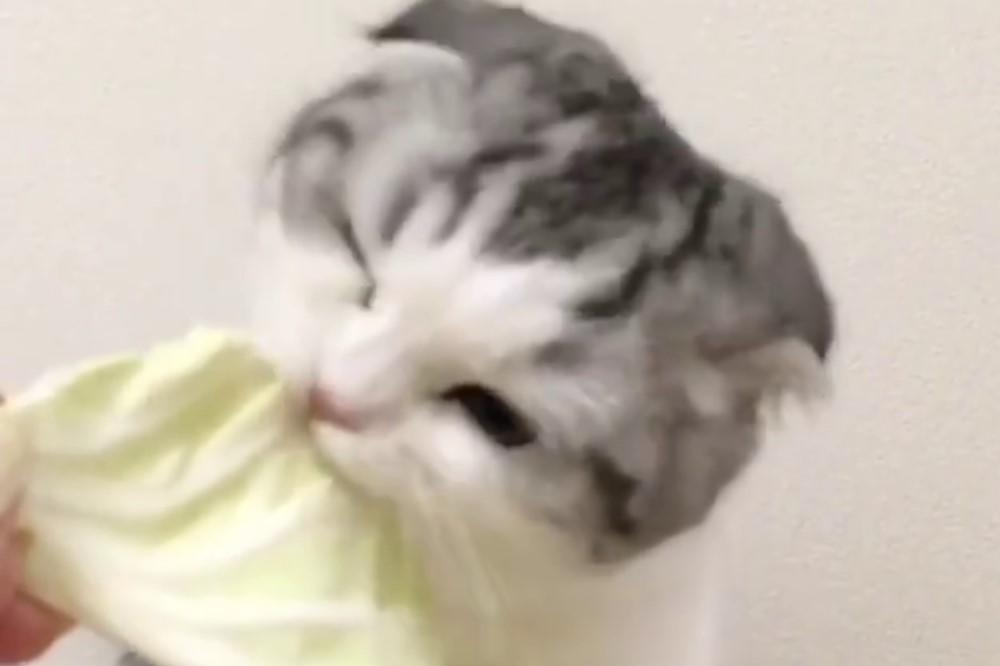 KADA VIDITE KAKO SLATKO OVA MACA JEDE KUPUS I VAMA ĆE SE PRIJESTI! I ko ne voli, ZAVOLEĆE (VIDEO)