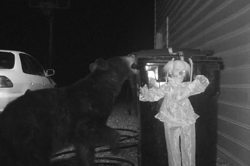 Medved mu se vrzmao oko kuće noćima. Jednostavnim trikom oterao ga zauvek (VIDEO)