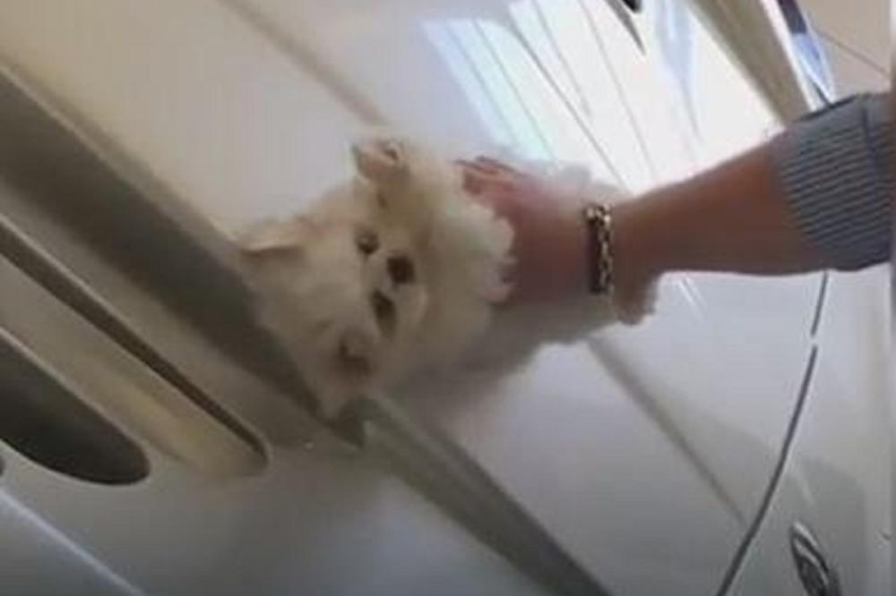 IMAMO IDIOTA VEKA: Ovaj bahati klinac polira automobil slatkim malim kučetom! (VIDEO)