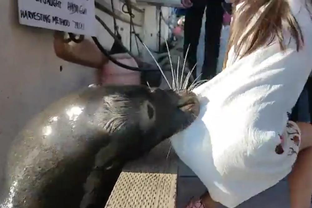 Morski lav zgrabio devojčicu i povukao je u more! SNIMAK KOJI NIJE ZA OSETLJIVE! (VIDEO)