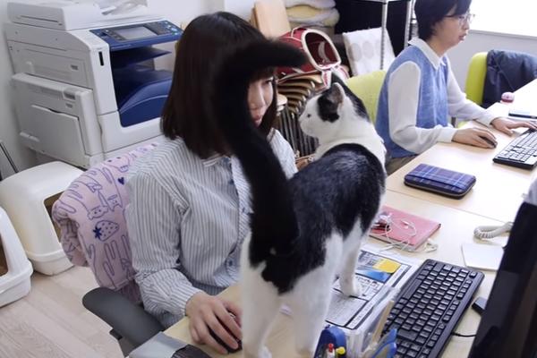 OVDE STRESU NEMA MESTA! U ovoj japanskoj firmi terapeuti su mačke, psi i koze! (FOTO) (VIDEO)