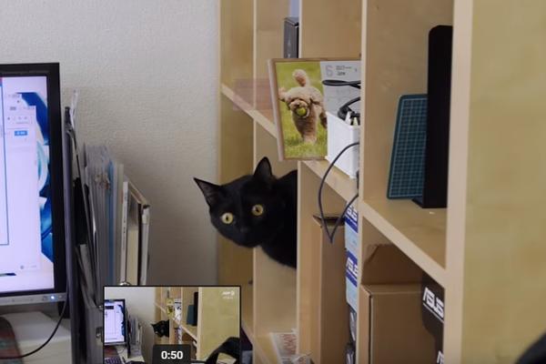 DA LI MOŽETE PRONAĆI MAČKU? Ova fotografija je iznervirala mnoge, trebala im je čitava večnost da nađu rešenje