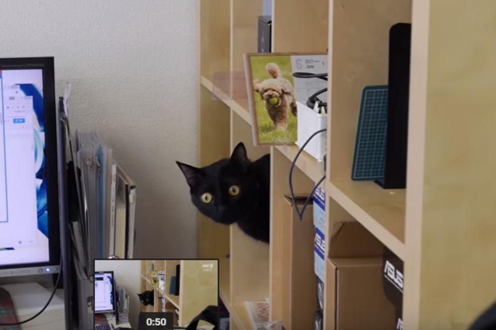 DA LI MOŽETE PRONAĆI MAČKU? Ova fotografija je iznervirala mnoge, trebala im je čitava večnost da nađu rešenje