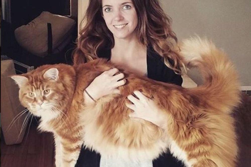 ŽIVOTINJA KOJA JE NESTALA U 17. VEKU VIĐENA U HOLANDIJI: Poznato i zbog čega je PONOVO U PRIRODI!