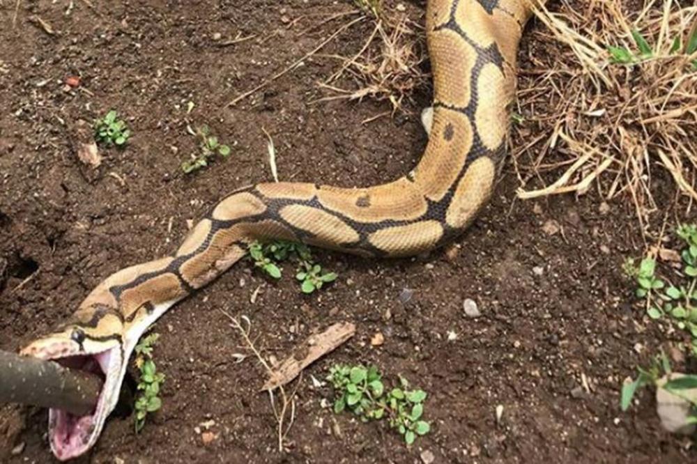 AKO UBIJETE ZMIJU DESIĆE SE NEŠTO STRAŠNO! Evo šta nas uče stara SRPSKA VEROVANJA!