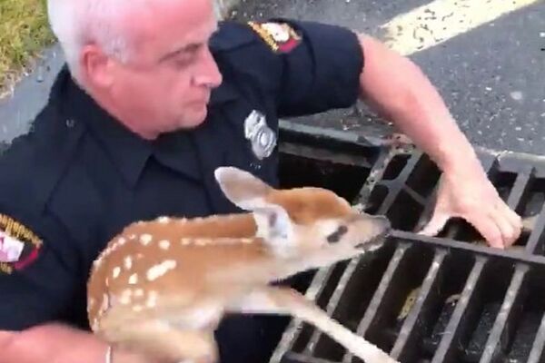 Navikli smo da bebe i pačići upadaju u kanalizaciju, ali okud bambi tamo?! (VIDEO)