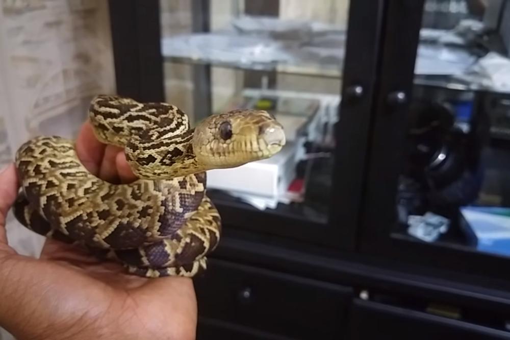 KADA GA JE UJELA ZMIJA, ODSEKAO JE SEBI PRST: Ono što mu je lekar nakon toga rekao, potpuno ga je smlatilo!