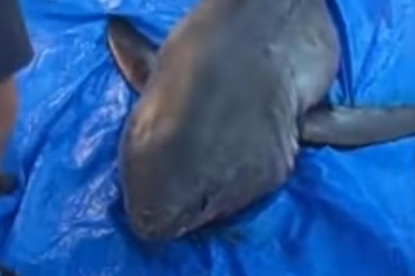 Ajkula LJUDOŽDER mu je uskočila u čamac! ŽIVOT MU JE VISIO O KONCU! (FOTO) (VIDEO)