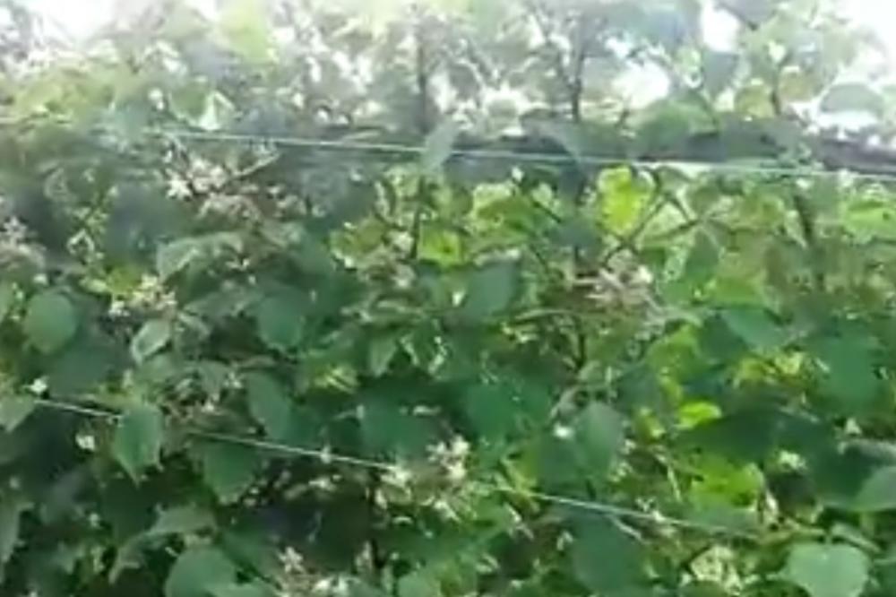 UŽIČKA ANAKONDA: Meštani pronašli DŽINOVSKU zmiju u malinama! (VIDEO)