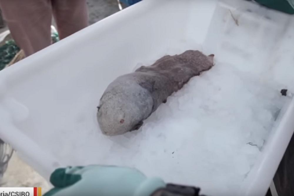 ČUDO PRIRODE: Posle 144 godine ponovo pronađena "riba bez lica"! (VIDEO)