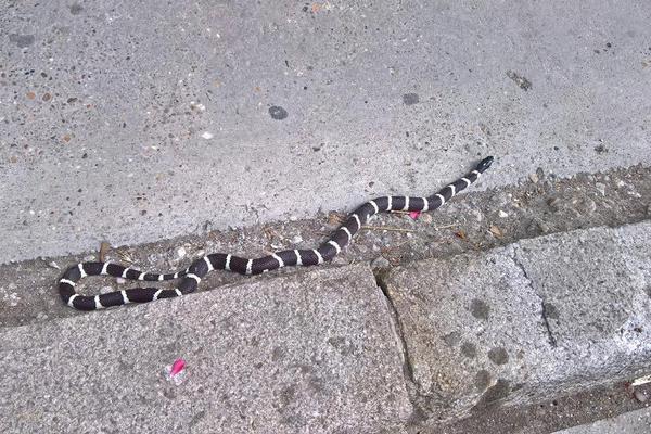 JEZIVA SCENA ZGRANULA NOVI BEOGRAD: Zmija koje u Srbiji nema GMIŽE PO PLOČNIKU! (FOTO)