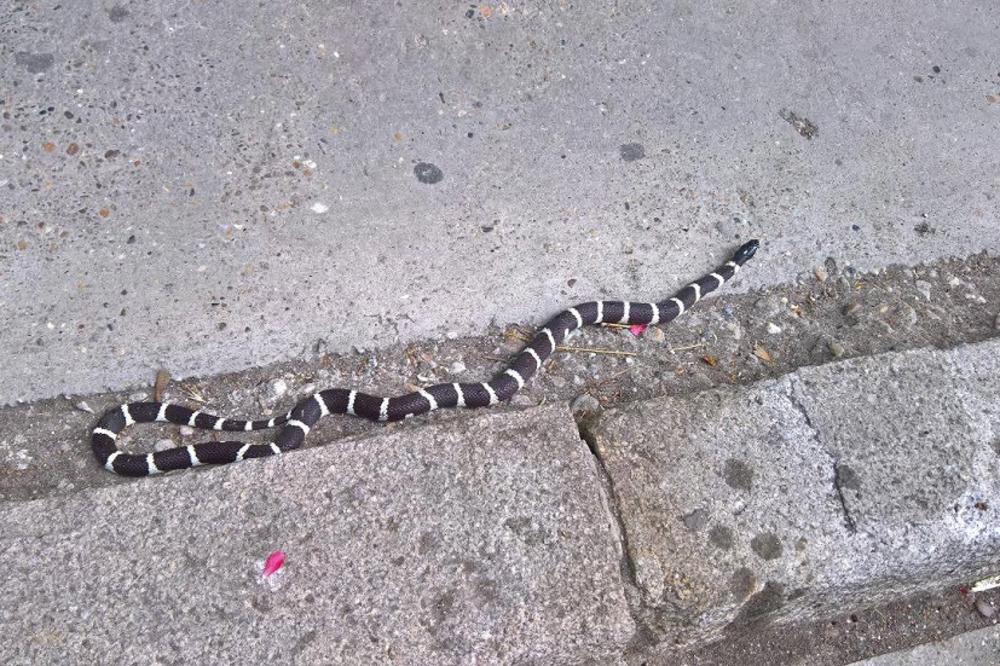 JEZIVA SCENA ZGRANULA NOVI BEOGRAD: Zmija koje u Srbiji nema GMIŽE PO PLOČNIKU! (FOTO)
