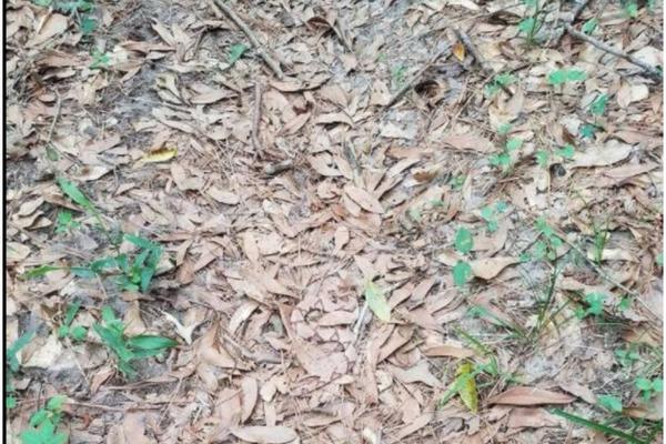 Kladimo se da ne možete da pronađete zmiju na ovoj slici! (FOTO)