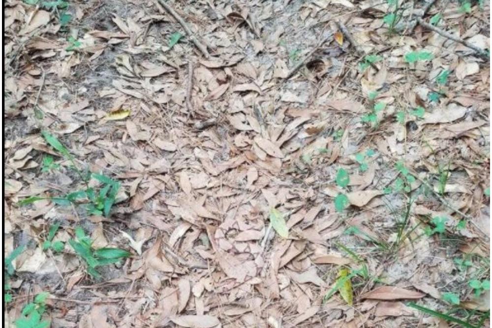 Kladimo se da ne možete da pronađete zmiju na ovoj slici! (FOTO)